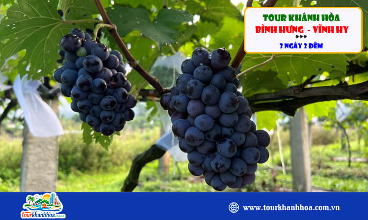 Tour Khánh Hòa - Bình Hưng - Vĩnh Hy 3N2D